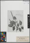 Foto von Salix urbaniana Seemen
